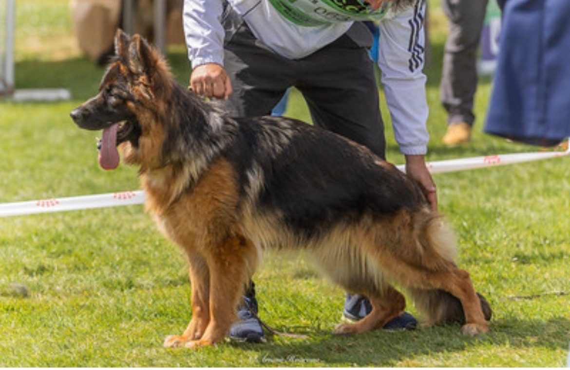 VENGA-GIRL Du Domaine Sanctae Crucis