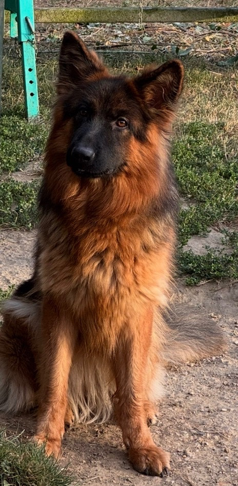 VAIANA Du Clos De Bevell