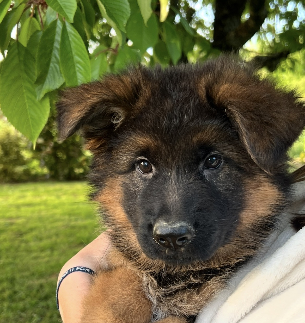 Du Clos De Bevell - Chiots disponibles - Berger Allemand Poil Long