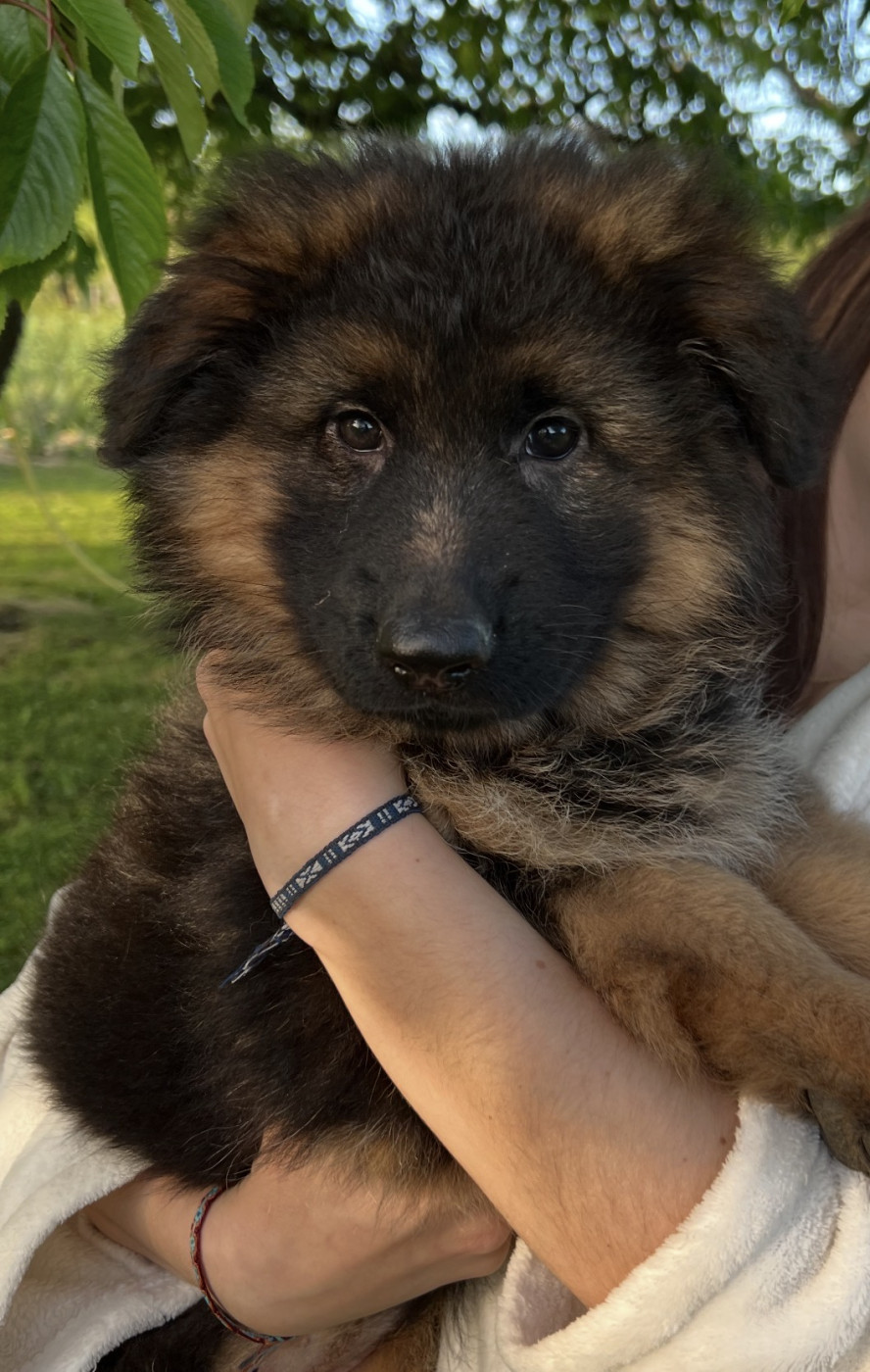 Du Clos De Bevell - Chiots disponibles - Berger Allemand Poil Long