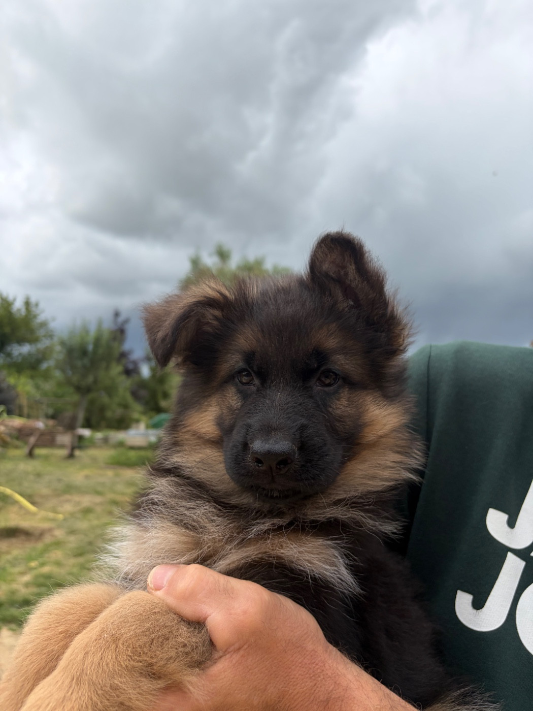 Du Clos De Bevell - Chiots disponibles - Berger Allemand Poil Long