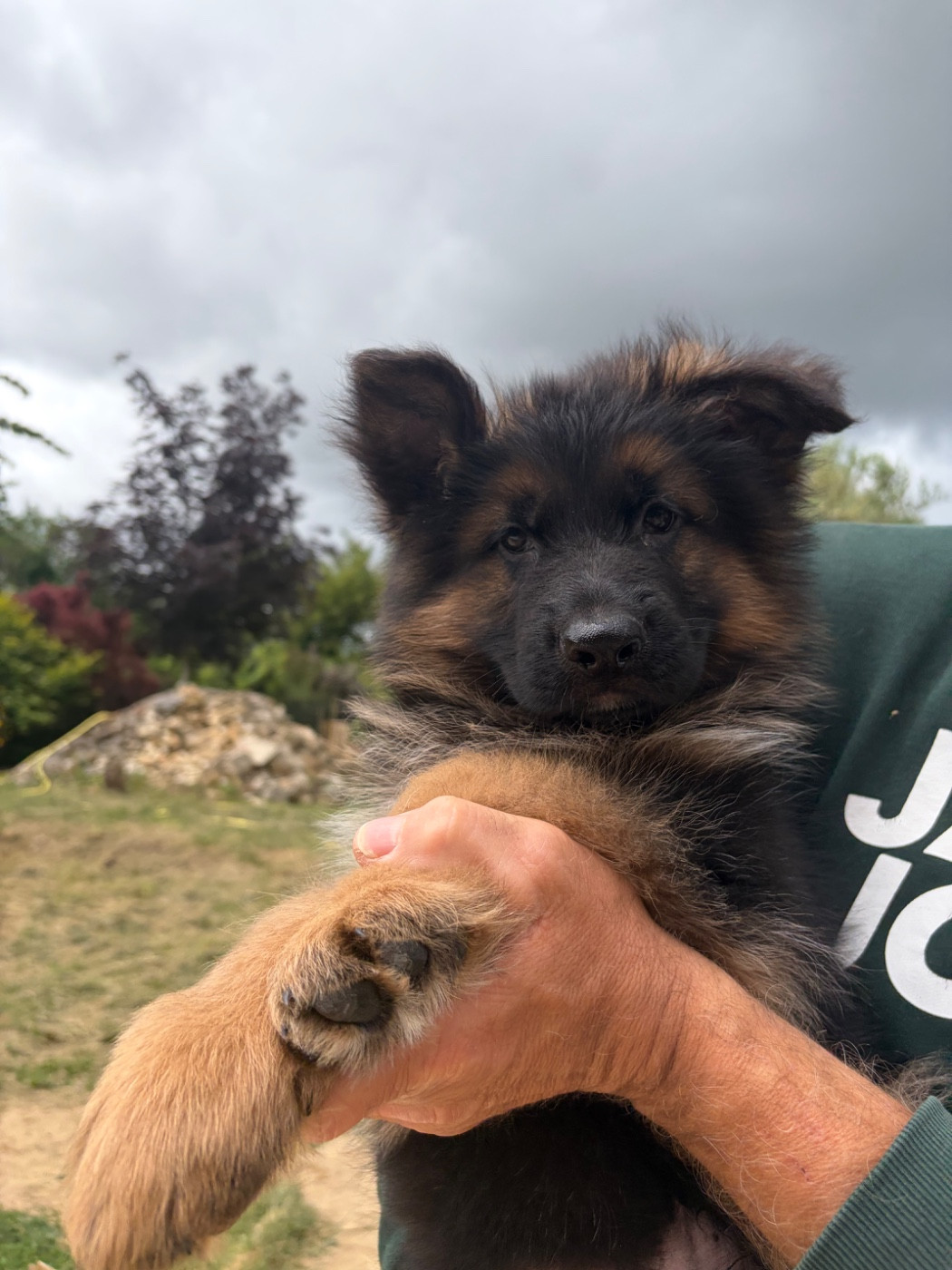 Du Clos De Bevell - Chiots disponibles - Berger Allemand Poil Long