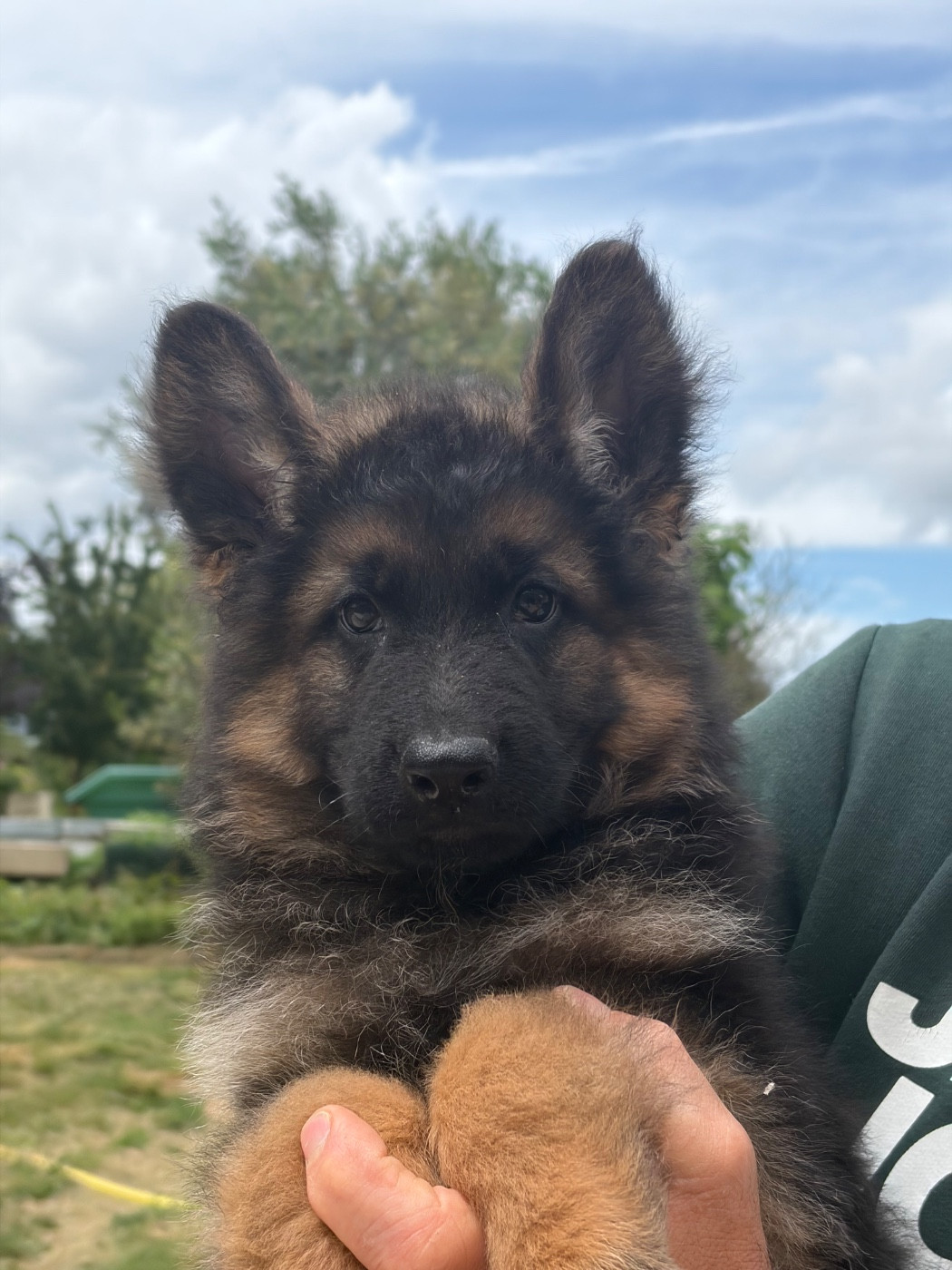 Du Clos De Bevell - Chiots disponibles - Berger Allemand Poil Long