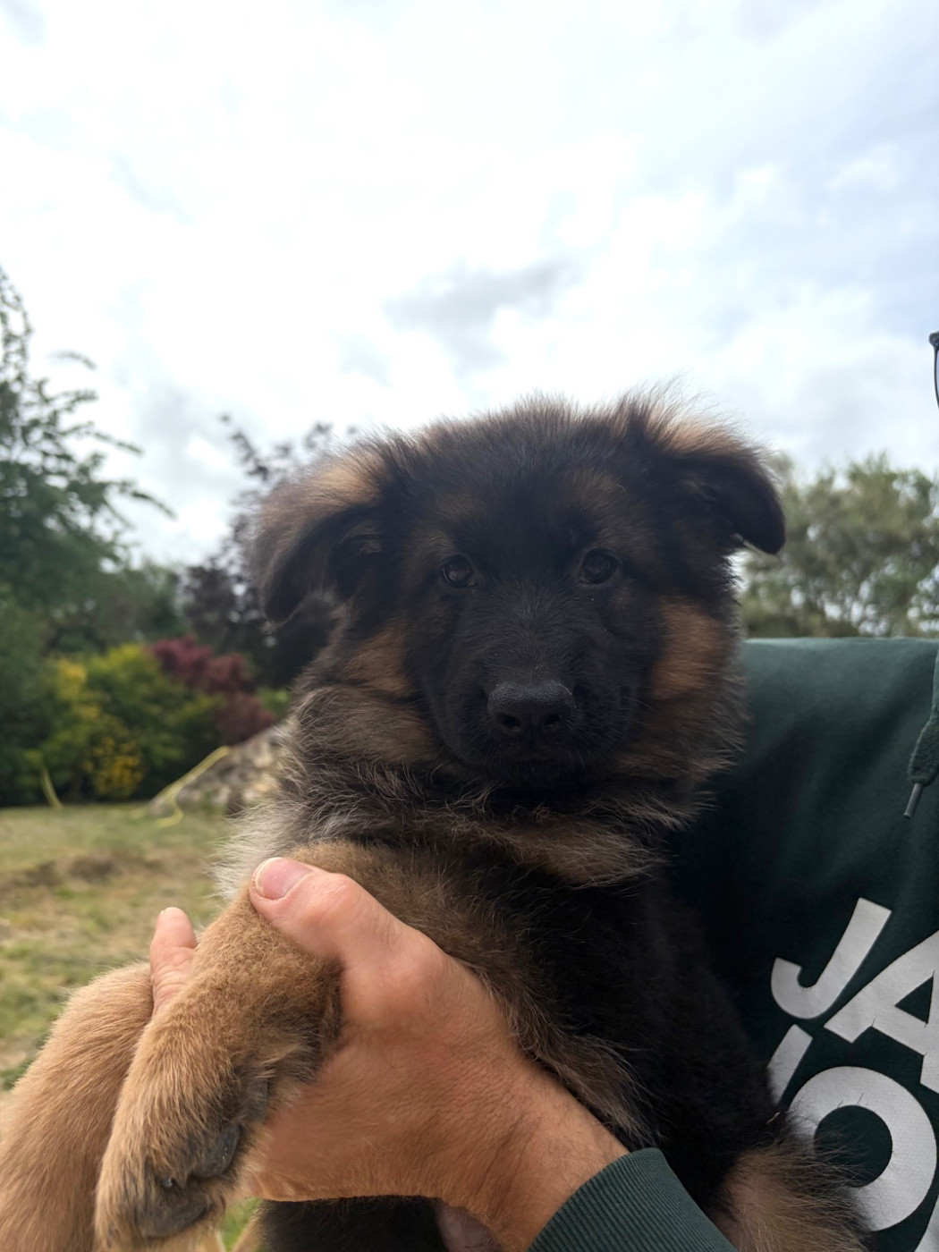 Du Clos De Bevell - Chiots disponibles - Berger Allemand Poil Long