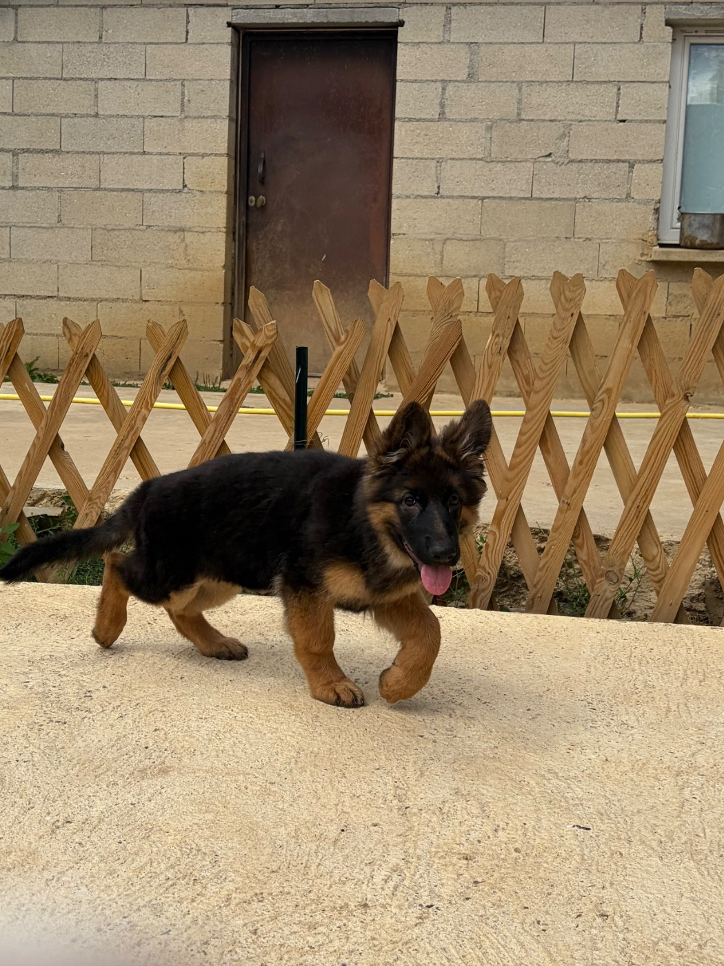 Du Clos De Bevell - Chiots disponibles - Berger Allemand Poil Long