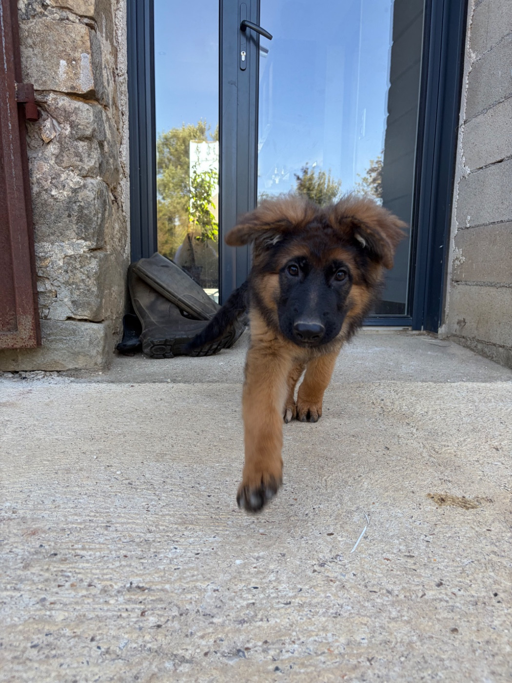 Du Clos De Bevell - Chiots disponibles - Berger Allemand Poil Long
